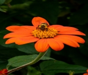2020 09 01 LyndaleParkRoseGarden 019